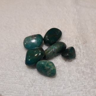 chrysocolle